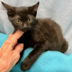 Willow thumbnail 2
