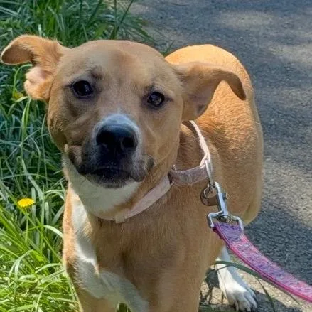 An adult medium-sized female Brown / Chocolate Mixed Breed dog named Rylee for adoption in Newport, TN