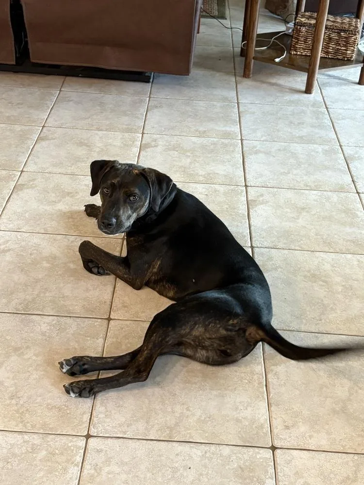 An adult medium-sized female Black Catahoula Leopard Dog dog named Stella for adoption in Orlando, FL