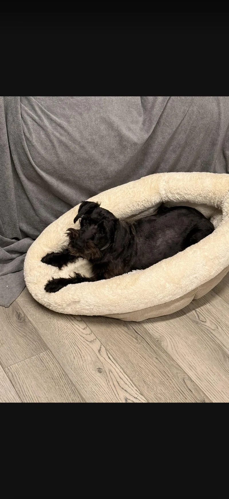 An adult small-sized female Black Miniature Schnauzer dog named Sylvia & Sonya for adoption in Texarkana, TX