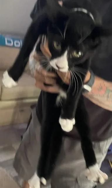 A baby small-sized female Domestic Short Hair cat named Minnie for adoption in Fort Myers, FL