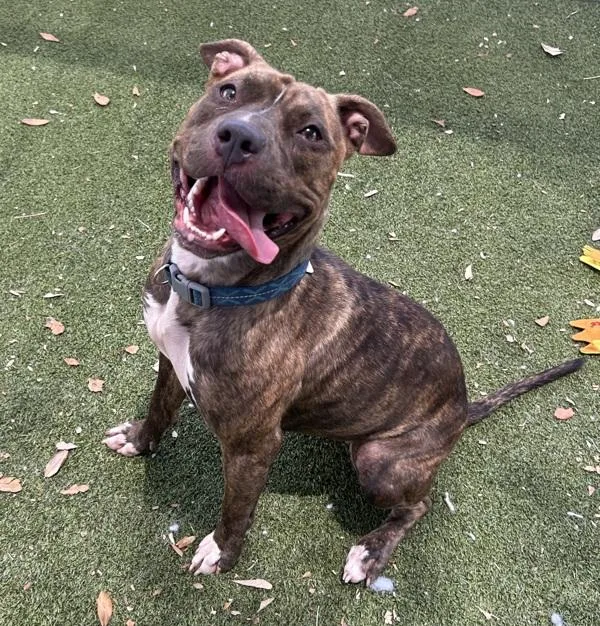 A young medium-sized female Mixed Breed dog named Mercy for adoption in Austin, TX