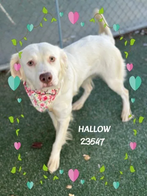 A young medium-sized female Retriever dog named Hallow for adoption in Marietta, GA