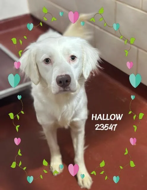 Hallow thumbnail 5