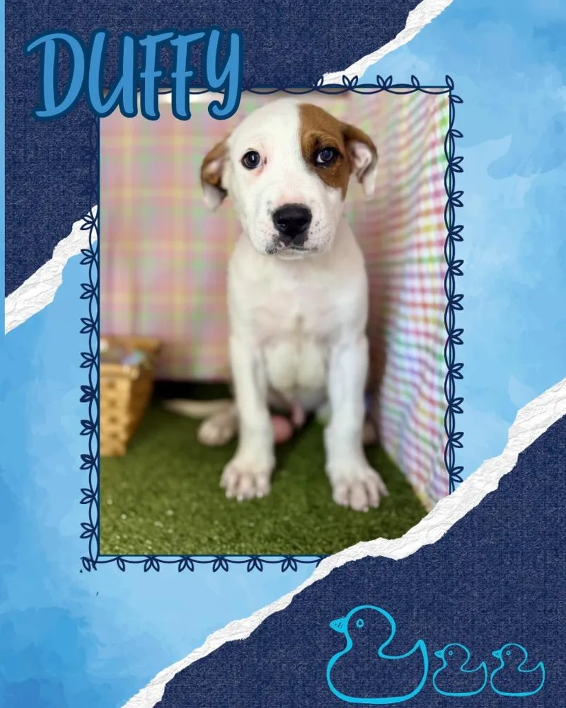 A baby small-sized male Pit Bull Terrier dog named Duffy for adoption in Hopkinsville, KY