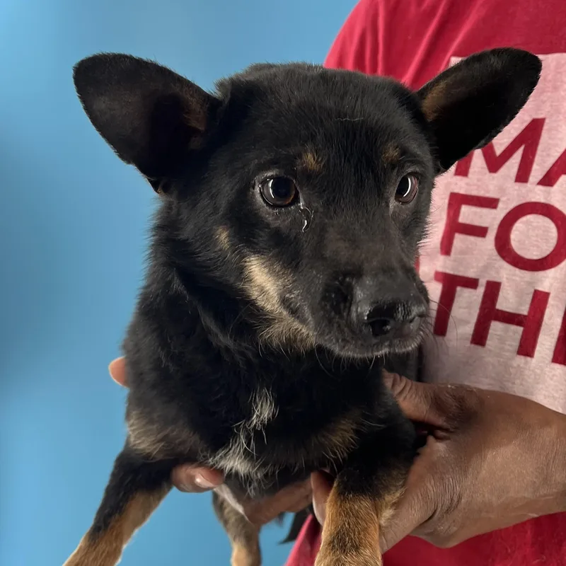 An adult small-sized female Chihuahua dog named Trixie  Local July for adoption in Brookshire, TX