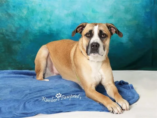 An adult large-sized male Great Dane dog named Brownie for adoption in Omaha, NE