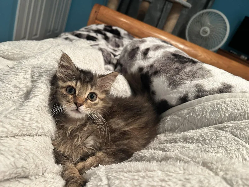 A baby medium-sized female Domestic Medium Hair cat named Acorn for adoption in Walled Lake, MI