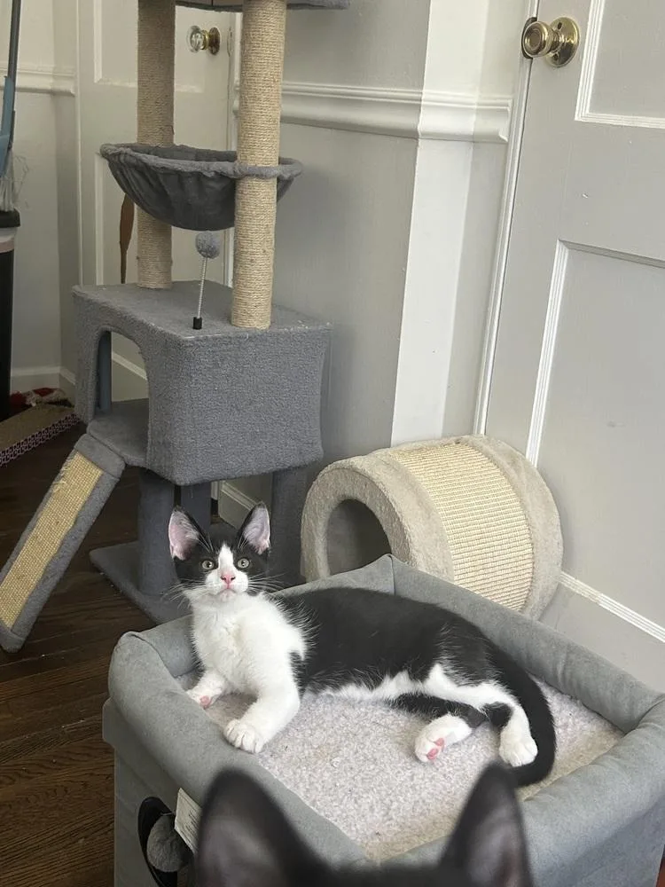 A baby small-sized male Black & White / Tuxedo Domestic Short Hair cat named Daytona for adoption in West Mifflin, PA