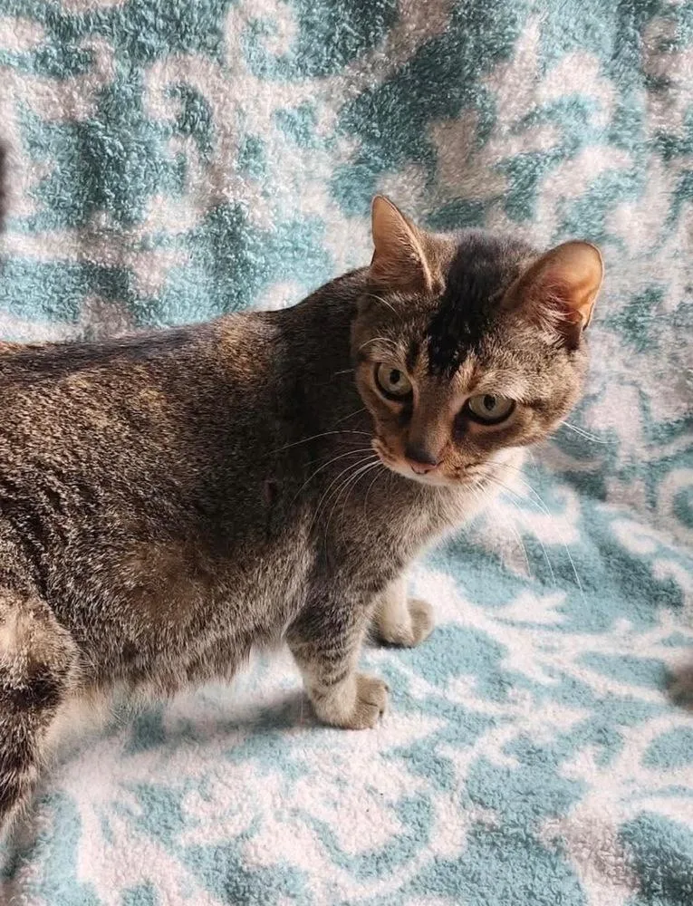 An adult small-sized female Domestic Short Hair cat named Hera for adoption in WARNER ROBINS, GA