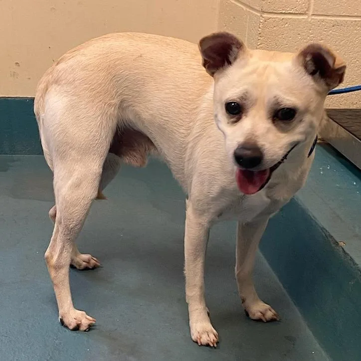 An adult small-sized male White / Cream Mixed Breed dog named Sinclaire for adoption in Memphis, TN