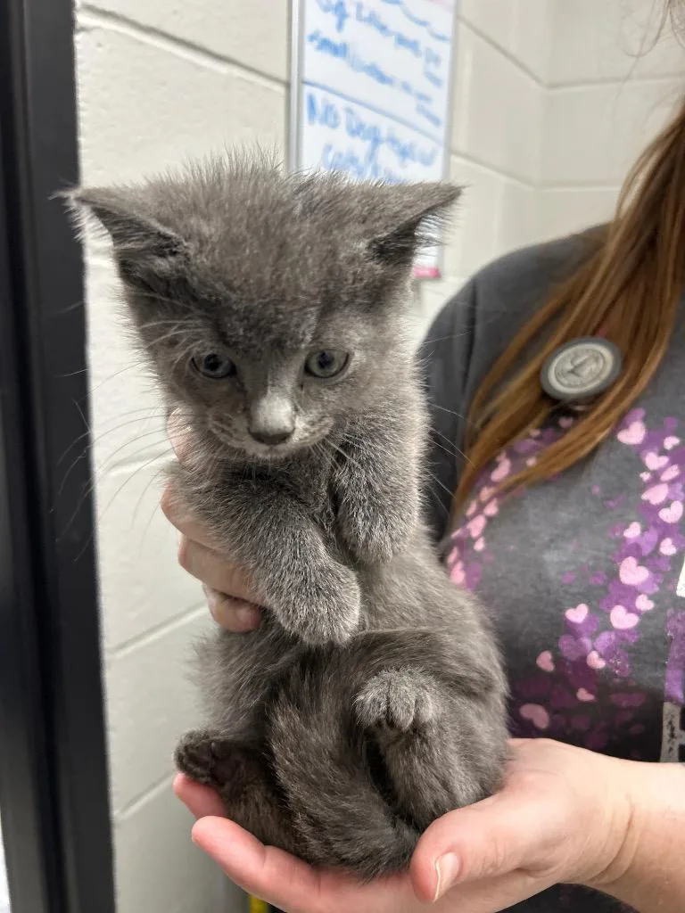 A baby small-sized male Domestic Short Hair cat named Whisker Mcspeed for adoption in East Ridge, TN