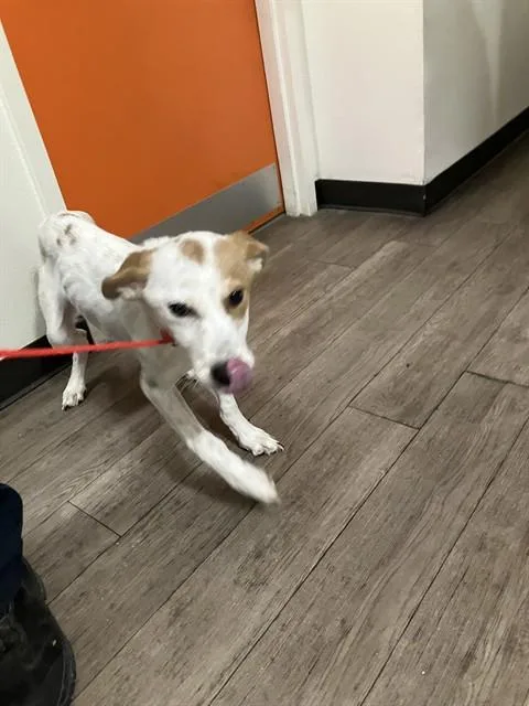 A young large-sized male Mixed Breed dog named Chance for adoption in Dallas, TX