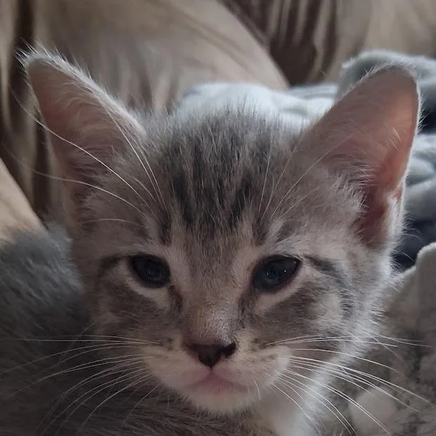 A baby small-sized female Gray / Blue / Silver Domestic Short Hair cat named Poppy for adoption in Grand Rapids, MN