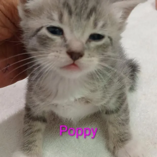 Poppy thumbnail 2