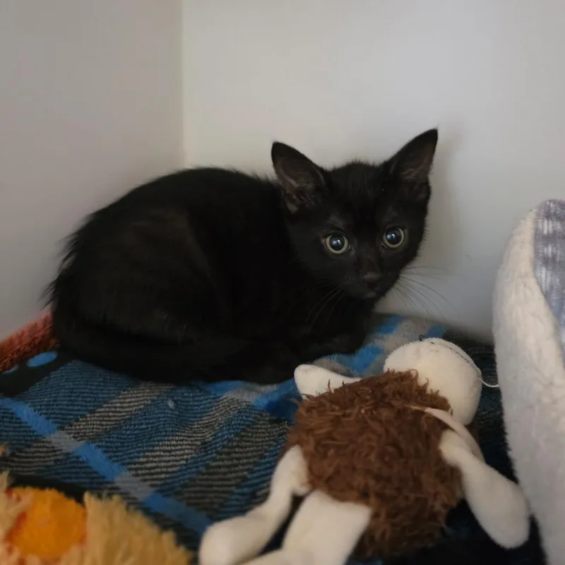 A baby small-sized male Domestic Short Hair cat named Gargoyle for adoption in Phoenix, AZ