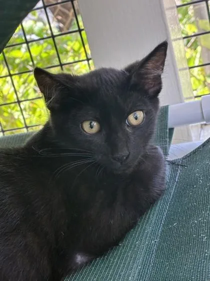 A baby small-sized male Domestic Short Hair cat named Ginntho for adoption in Honolulu, HI