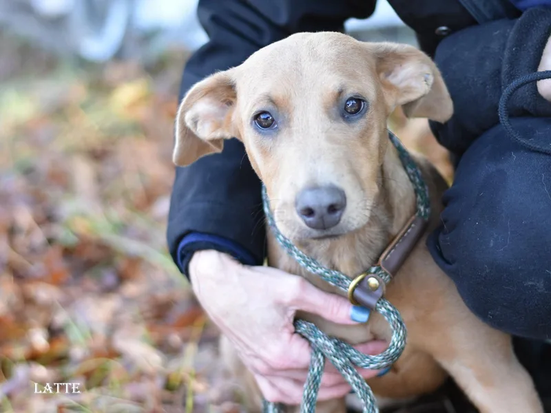 A young medium-sized female Rhodesian Ridgeback dog named Latte for adoption in Houston, TX