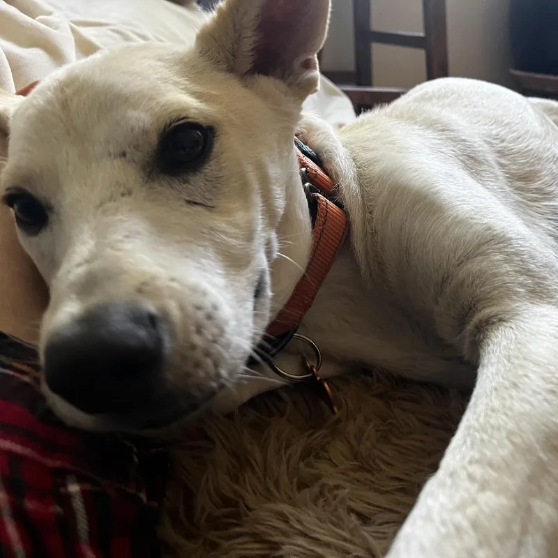 Cooper thumbnail 2