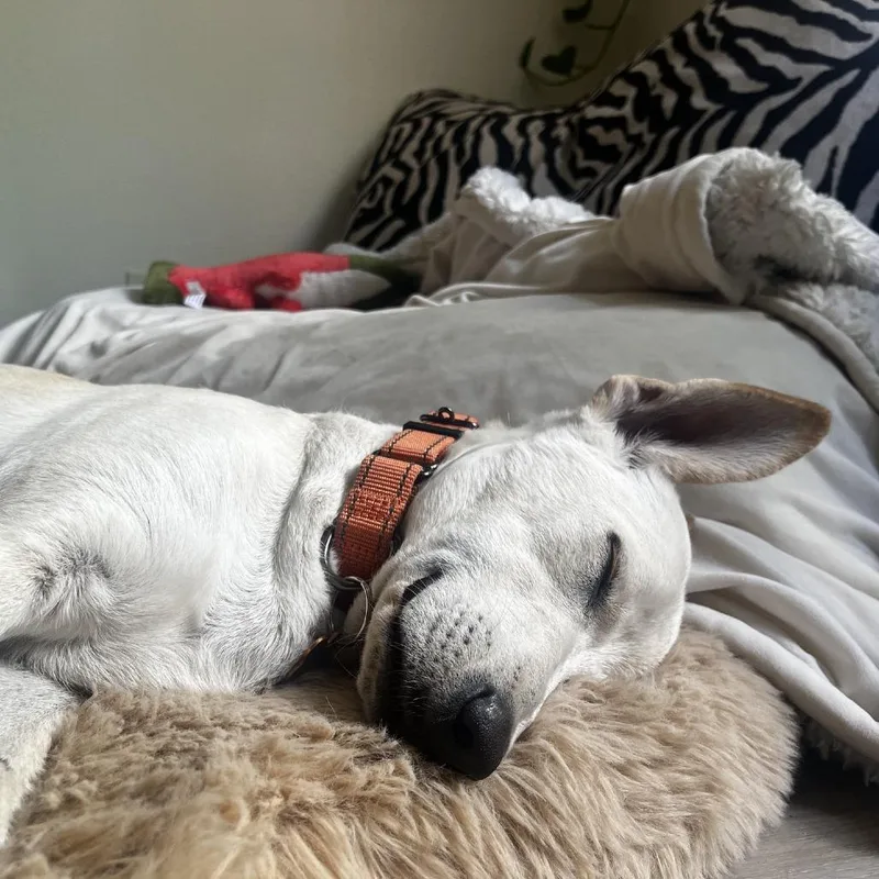 Cooper thumbnail 3