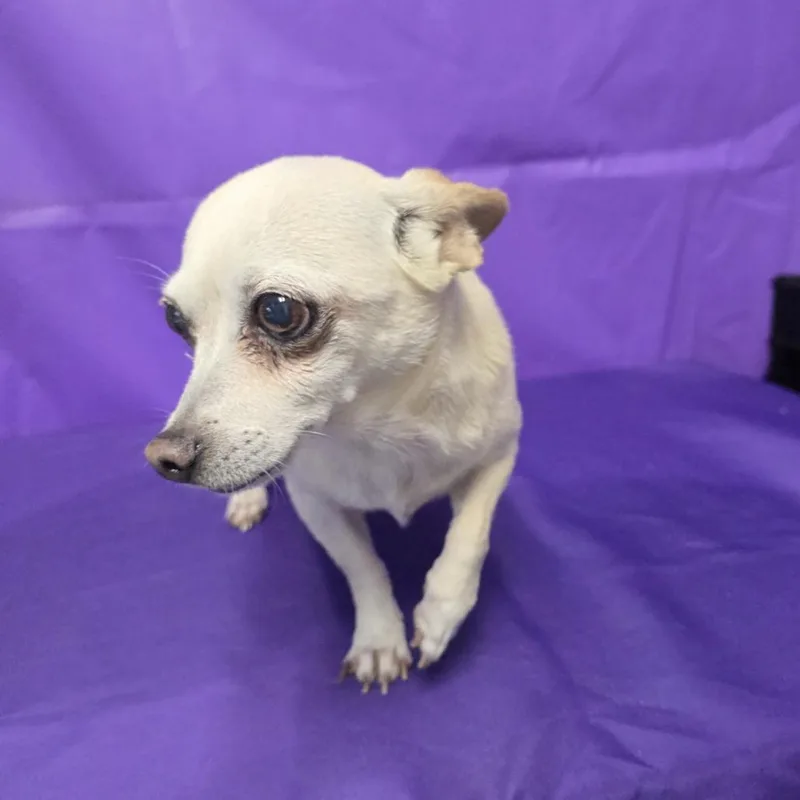 A senior small-sized female Chihuahua dog named Lucy fka Little Bit for adoption in North Myrtle Beach, SC