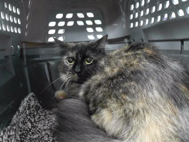 A young medium-sized female Domestic Short Hair cat named Angelfish for adoption in Omaha, NE