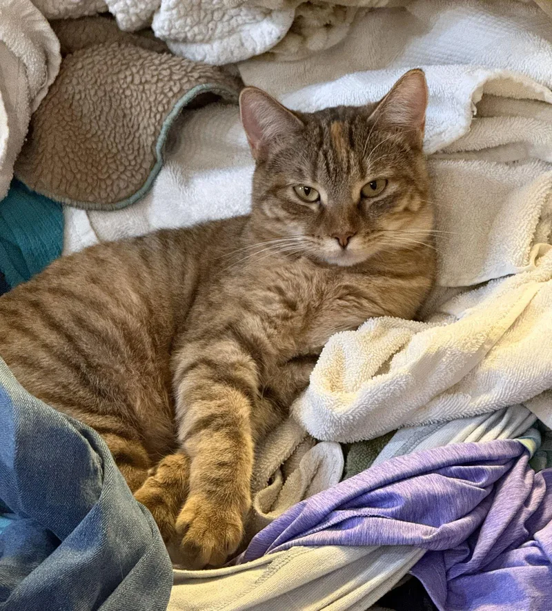 An adult medium-sized female Domestic Short Hair cat named Scarlett for adoption in Attalla, AL