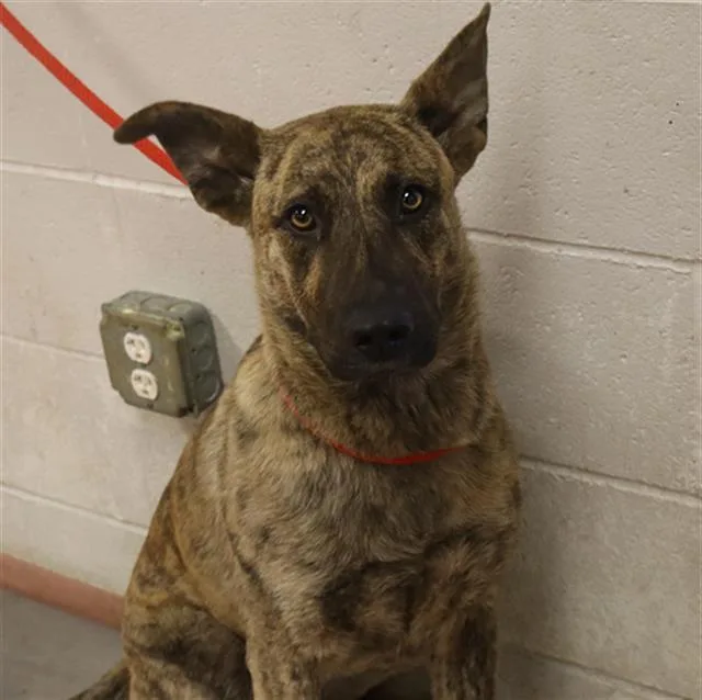 A young large-sized female Mixed Breed dog named Salina for adoption in Columbia, SC