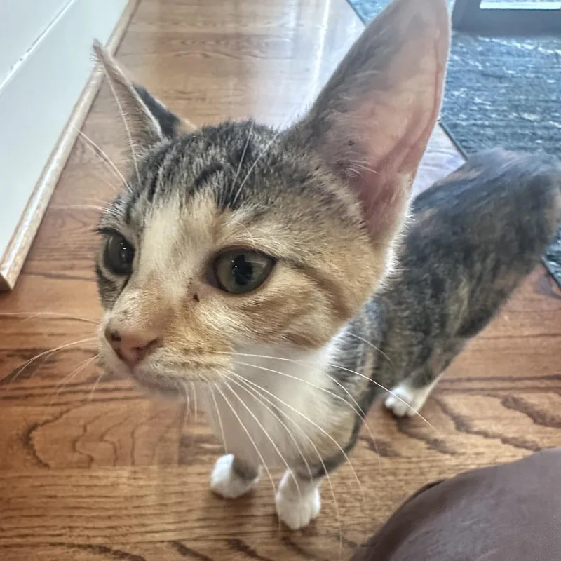 A baby small-sized female Black Domestic Short Hair cat named Fight The Clown for adoption in Fredericksburg, VA