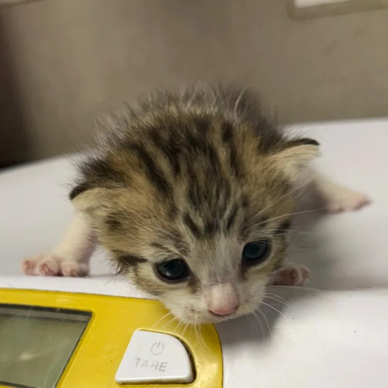 A baby small-sized female Brown / Chocolate Domestic Short Hair cat named Sunshine for adoption in Yuma, AZ