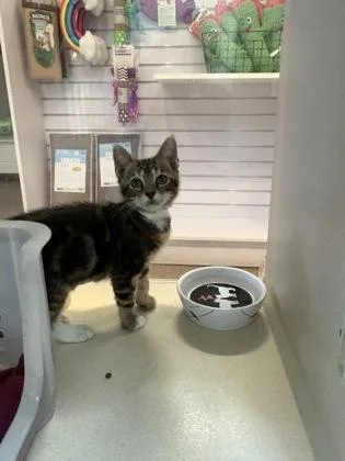 A young small-sized female Domestic Short Hair cat named B Esmerelda for adoption in North Charleston, SC
