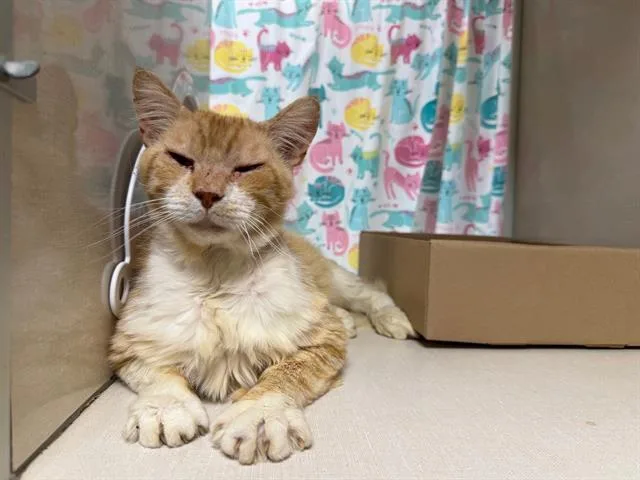 An adult medium-sized male Domestic Short Hair cat named Zip for adoption in Fairfield, CA