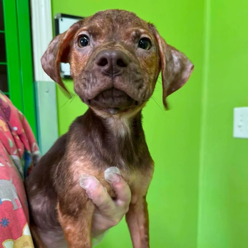 A baby small-sized male Mixed Breed dog named Bonkers for adoption in Jackson, MO