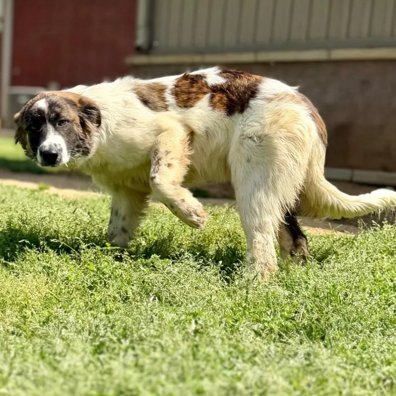 A young medium-sized male Black Great Pyrenees dog named Ct Ace for adoption in Eastford, CT