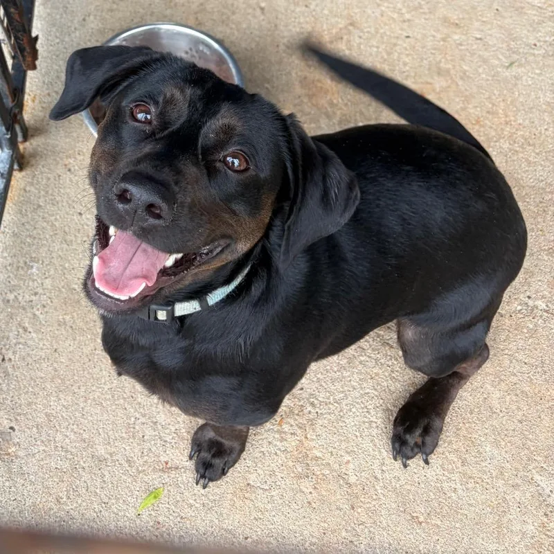 An adult medium-sized male Black Mixed Breed dog named Otis for adoption in Lake Jackson, TX