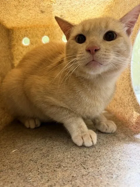 An adult medium-sized male Domestic Short Hair cat named Mac for adoption in Riverside, CA