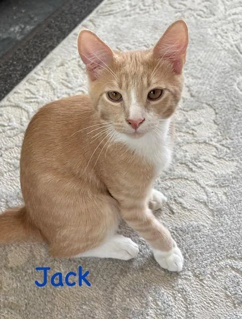 A baby medium-sized male Domestic Short Hair cat named Jack for adoption in Zimmerman, MN