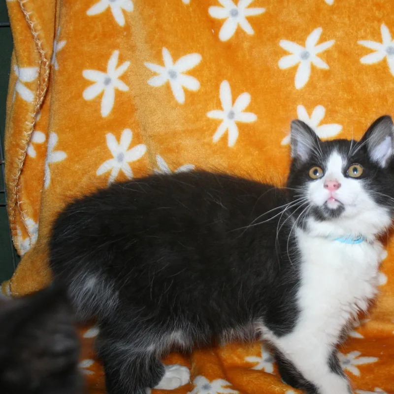 A baby medium-sized male Black Domestic Medium Hair cat named Bigby for adoption in Howell, MI