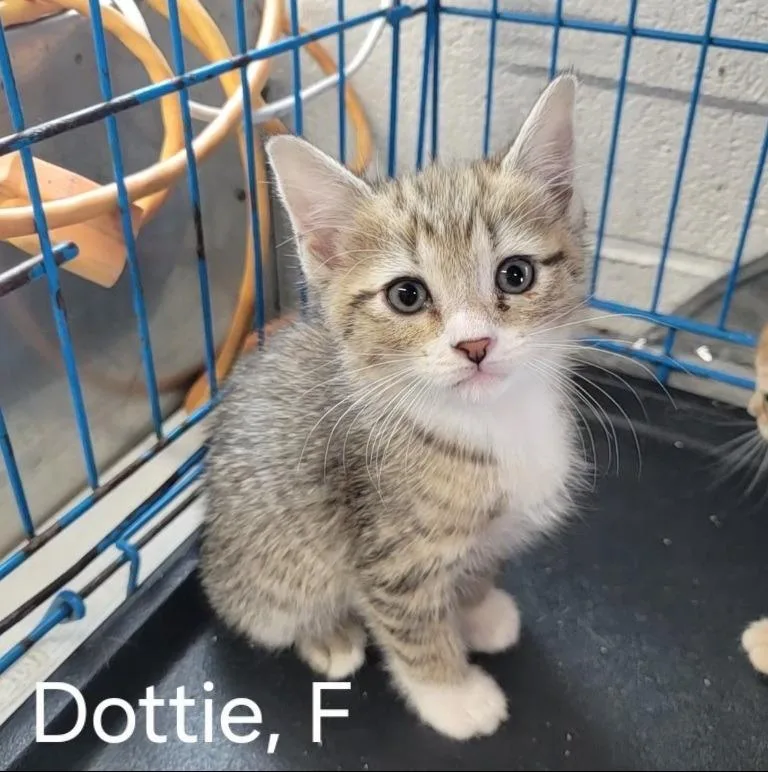 A baby small-sized female Domestic Short Hair cat named Dottie for adoption in Camden, TN