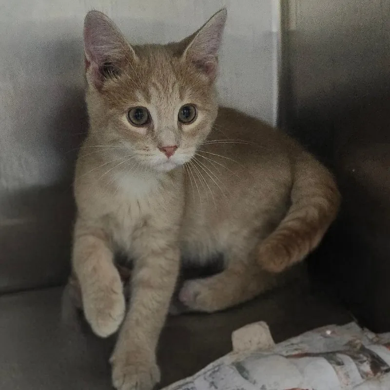 A baby small-sized male Buff / Tan / Fawn Domestic Short Hair cat named Crush for adoption in Yanceyville, NC