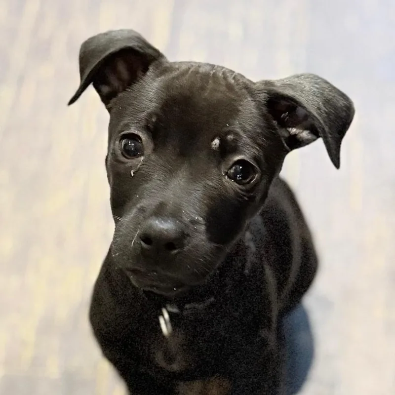 A baby medium-sized male Black Labrador Retriever dog named Ranger Arriving  D for adoption in Princeton, MN