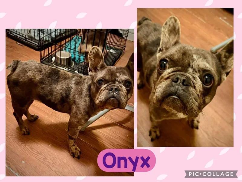 An adult small-sized female Brown / Chocolate French Bulldog dog named Onyx for adoption in Ringwood, NJ