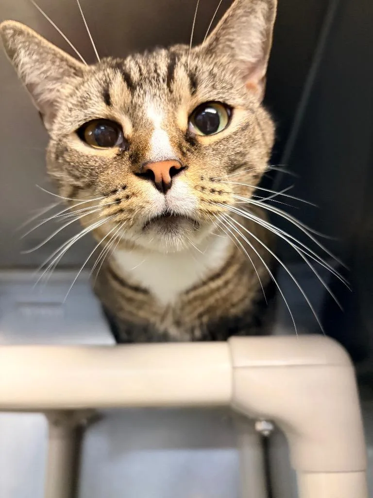An adult medium-sized male Domestic Short Hair cat named Butternut for adoption in Huntington, IN