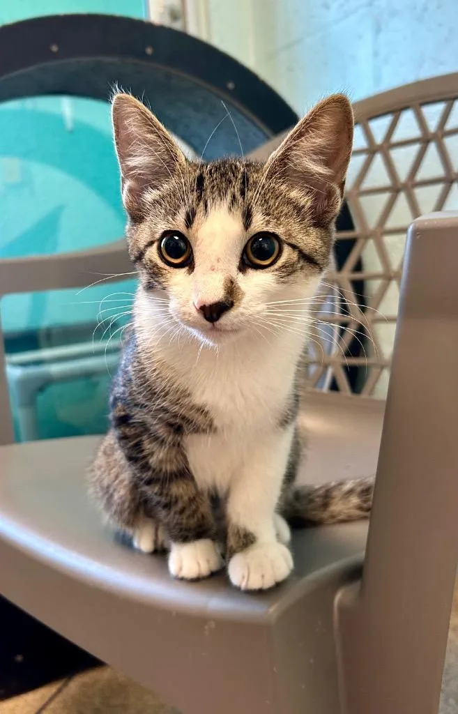 A baby small-sized female Domestic Short Hair cat named Shortcake for adoption in Cape Coral, FL