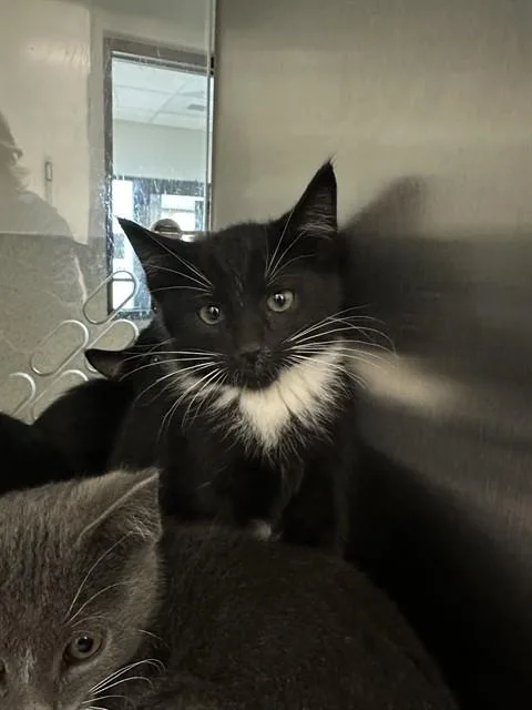 A baby small-sized female Domestic Short Hair cat named Dinah for adoption in San Luis Obispo, CA