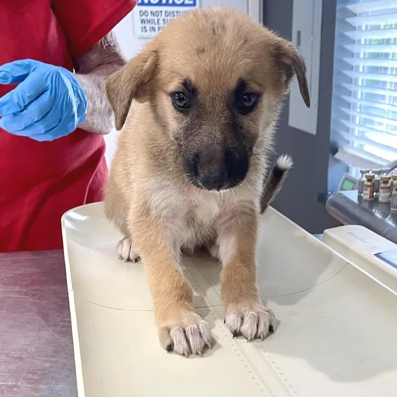 A baby medium-sized female Yellow / Tan / Blond / Fawn Shepherd dog named Aspen for adoption in Livingston, TX
