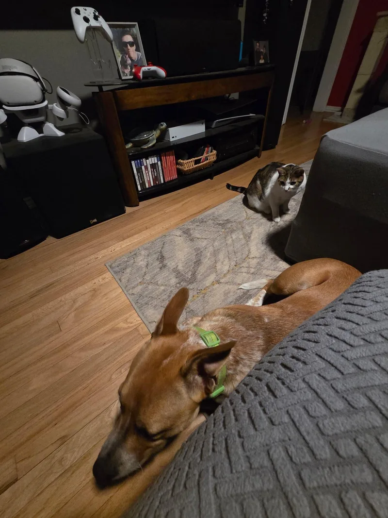 Mr. Bandit!! Cattle Staffie thumbnail 2