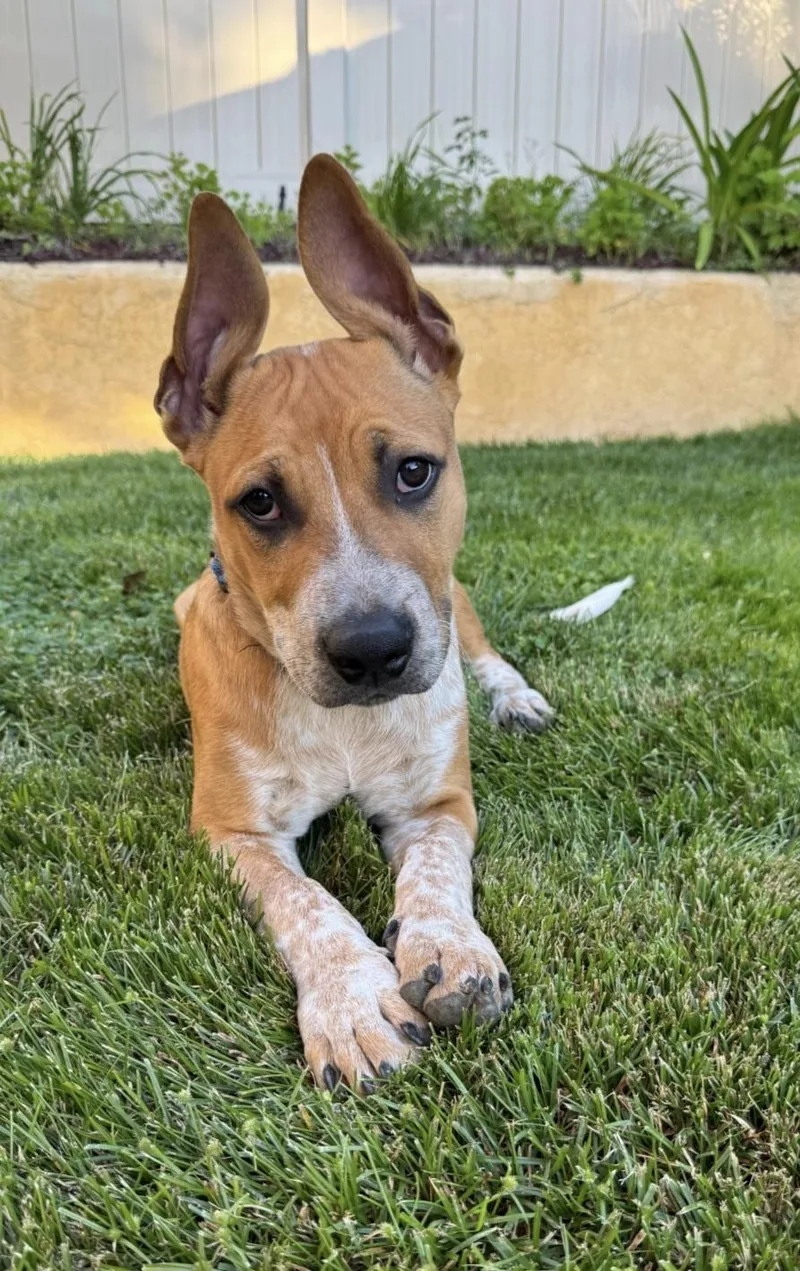 Mr. Bandit!! Cattle Staffie