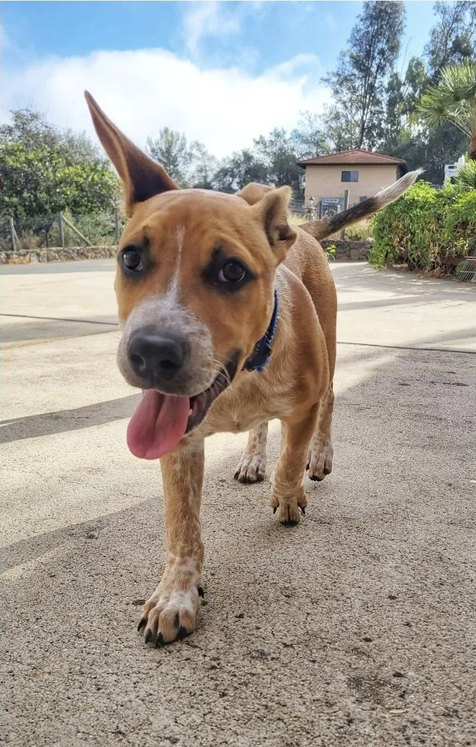 Mr. Bandit!! Cattle Staffie thumbnail 3