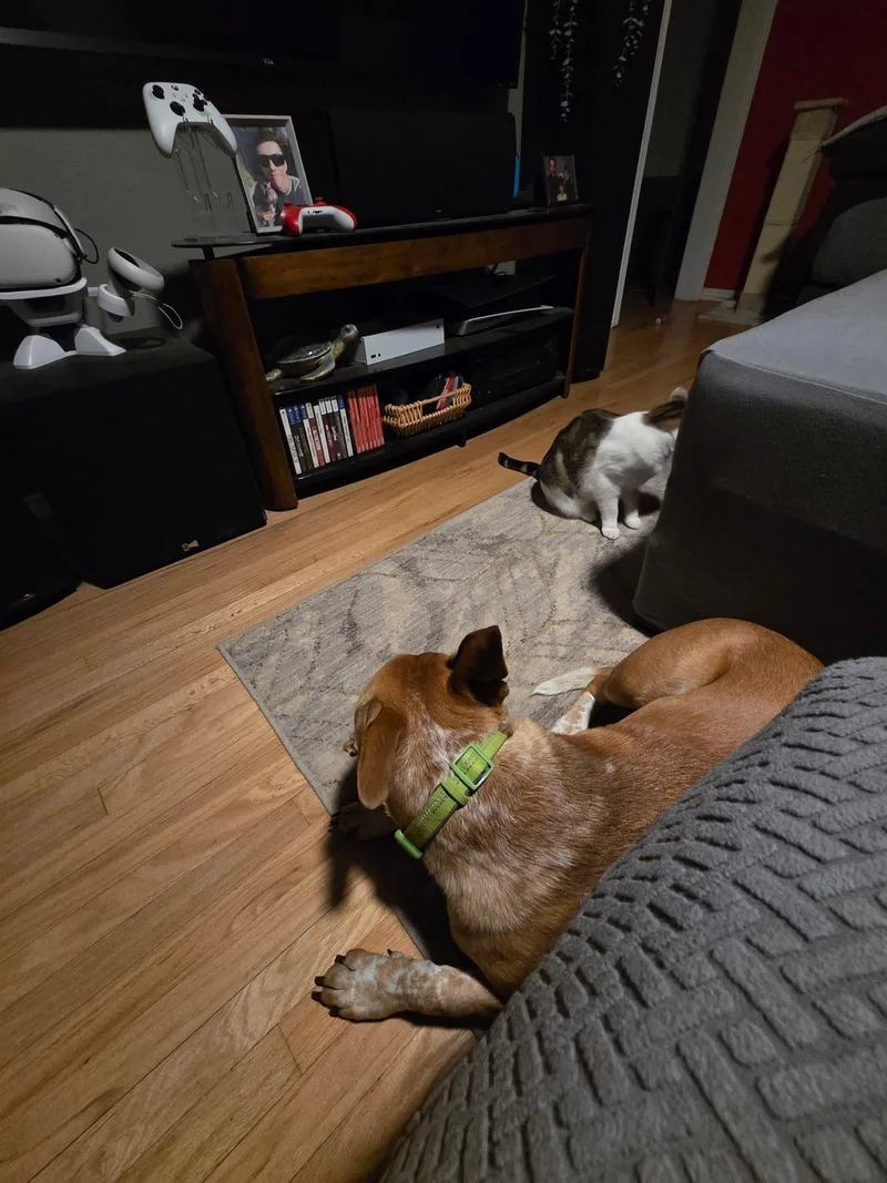 Mr. Bandit!! Cattle Staffie thumbnail 4